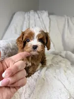 Orion, a male Cavapoo for sale in Louisville, KY – 8 of 10