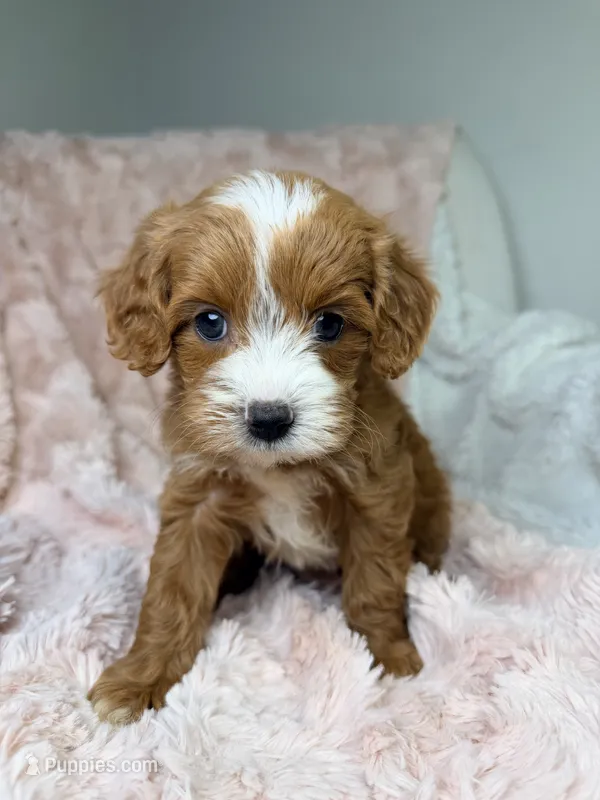 Nova  – Cavapoo puppy for sale in Louisville, KY