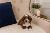 Oliver, a male Cavapoo for sale in Louisville, KY – 2 of 6