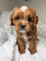 Cosmo, a male Cavapoo for sale in Louisville, KY – 7 of 8