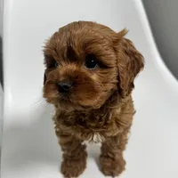 Arizona, a male Cavapoo for sale in Louisville, KY – Photo 2 of 7