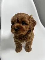 Arizona, a male Cavapoo for sale in Louisville, KY – Photo 2 of 7