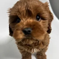 Arizona, a male Cavapoo for sale in Louisville, KY – Photo 3 of 7