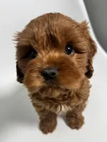 Arizona, a male Cavapoo for sale in Louisville, KY – Photo 3 of 7