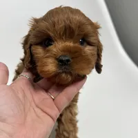 Arizona, a male Cavapoo for sale in Louisville, KY – Photo 5 of 7
