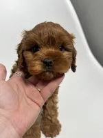 Arizona, a male Cavapoo for sale in Louisville, KY – Photo 5 of 7