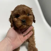 Arizona, a male Cavapoo for sale in Louisville, KY – Photo 4 of 7