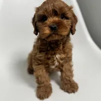 Arizona, a male Cavapoo for sale in Louisville, KY – Photo 1 of 7