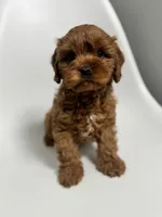 Arizona, a male Cavapoo for sale in Louisville, KY – Photo 1 of 7