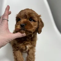 Arizona, a male Cavapoo for sale in Louisville, KY – Photo 7 of 7