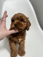 Arizona, a male Cavapoo for sale in Louisville, KY – Photo 7 of 7