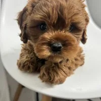 Arizona, a male Cavapoo for sale in Louisville, KY – Photo 6 of 7