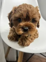 Arizona, a male Cavapoo for sale in Louisville, KY – Photo 6 of 7