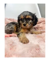 processed/03e9f551-54de-48cd-9003-f5a7c2f49a21/listing/dbac5974-dda2-4590-9302-e41c0dc4558b/42b92164-62bf-4191-8837-8002b895781c