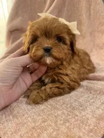 Bubbles—tiny toy cavapoo, a female Cavapoo for sale in Louisville, KY – Photo 4 of 10