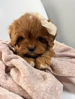 Bubbles—tiny toy cavapoo, a female Cavapoo for sale in Louisville, KY – Photo 5 of 10