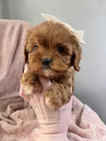 Bubbles—tiny toy cavapoo, a female Cavapoo for sale in Louisville, KY – Photo 2 of 10