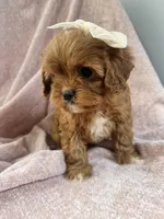Bubbles—tiny toy cavapoo, a female Cavapoo for sale in Louisville, KY – Photo 8 of 10