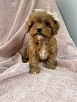 Bubbles—tiny toy cavapoo, a female Cavapoo for sale in Louisville, KY – Photo 10 of 10