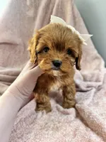 Bubbles—tiny toy cavapoo, a female Cavapoo for sale in Louisville, KY – Photo 3 of 10