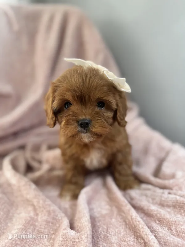 Bubbles—tiny toy cavapoo – Cavapoo puppy for sale in Louisville, KY