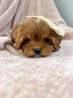Bubbles—tiny toy cavapoo, a female Cavapoo for sale in Louisville, KY – Photo 7 of 10