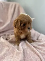 Bubbles—tiny toy cavapoo, a female Cavapoo for sale in Louisville, KY – Photo 6 of 10