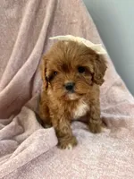 Bubbles—tiny toy cavapoo, a female Cavapoo for sale in Louisville, KY – Photo 9 of 10