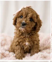 Daisy, a female Cavapoo for sale in Louisville, KY – 9 of 10