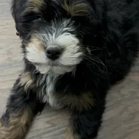 Hermes, a male Miniature Bernedoodle for sale in Louisville, KY – Photo 2 of 8