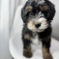 Hermes, a male Miniature Bernedoodle for sale in Louisville, KY – Photo 4 of 8