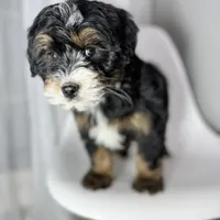 Hermes, a male Miniature Bernedoodle for sale in Louisville, KY – Photo 6 of 8