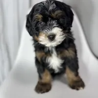 Hermes, a male Miniature Bernedoodle for sale in Louisville, KY – Photo 1 of 8