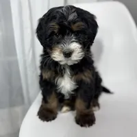 Hermes, a male Miniature Bernedoodle for sale in Louisville, KY – Photo 8 of 8