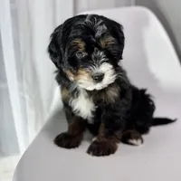 Hermes, a male Miniature Bernedoodle for sale in Louisville, KY – Photo 3 of 8
