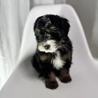 Hermes, a male Miniature Bernedoodle for sale in Louisville, KY – Photo 5 of 8