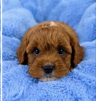 Ollie , a male Cavapoo for sale in Louisville, KY – 7 of 10