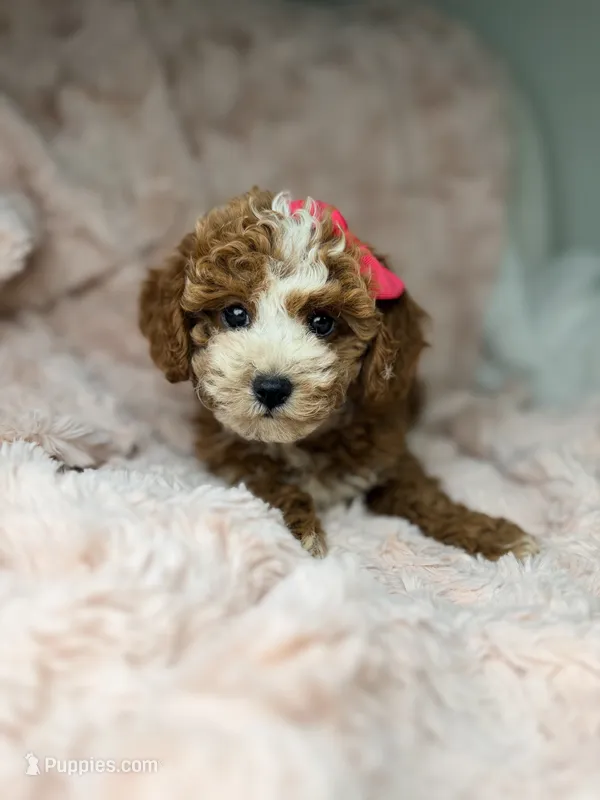 Remi – Cavapoo puppy for sale in Louisville, KY