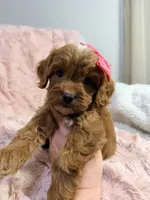 Sun, a female Cavapoo for sale in Louisville, KY – 4 of 8