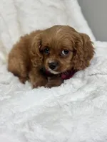 Miles, a male Cavapoo for sale in Louisville, KY – Photo 2 of 4