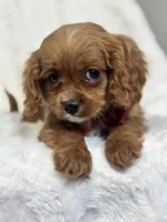 Miles, a male Cavapoo for sale in Louisville, KY – Photo 4 of 4