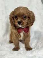 Miles, a male Cavapoo for sale in Louisville, KY – Photo 1 of 4