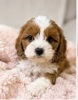 Maisie, a female Cavapoo for sale in Louisville, KY – 2 of 7
