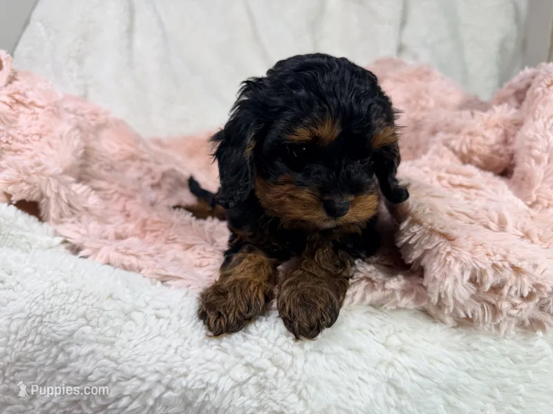 Tootsie 🎀 – Cavapoo puppy for sale in Louisville, KY