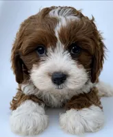 Wally, a male Cavapoo for sale in Louisville, KY – 7 of 8