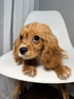 Van, a male Cavapoo for sale in Louisville, KY – 5 of 7