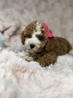 Remi, a female Cavapoo for sale in Louisville, KY – 7 of 10