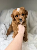Cosmo, a male Cavapoo for sale in Louisville, KY – 6 of 8