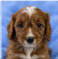 Teddy , a male Cavapoo for sale in Louisville, KY – 4 of 7