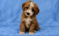 Milo, a male Poodle - Toy  for sale in Louisville, KY – 4 of 8